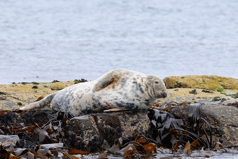 37584 Halichoerus grypus (Foca grigia).jpg